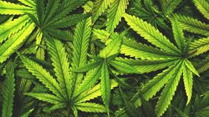 Bancada evangélica pode travar proposta de plantio da Cannabis